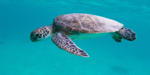 turtle 
