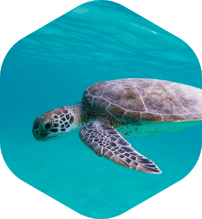 turtle
