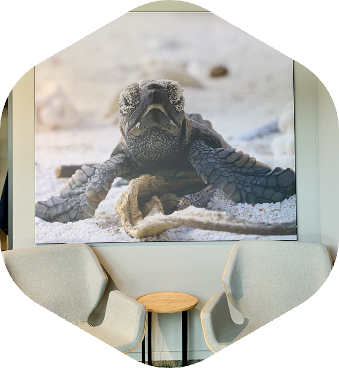 turtle